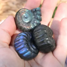 Magical and Cute Flashy Labradorite Shell Carving