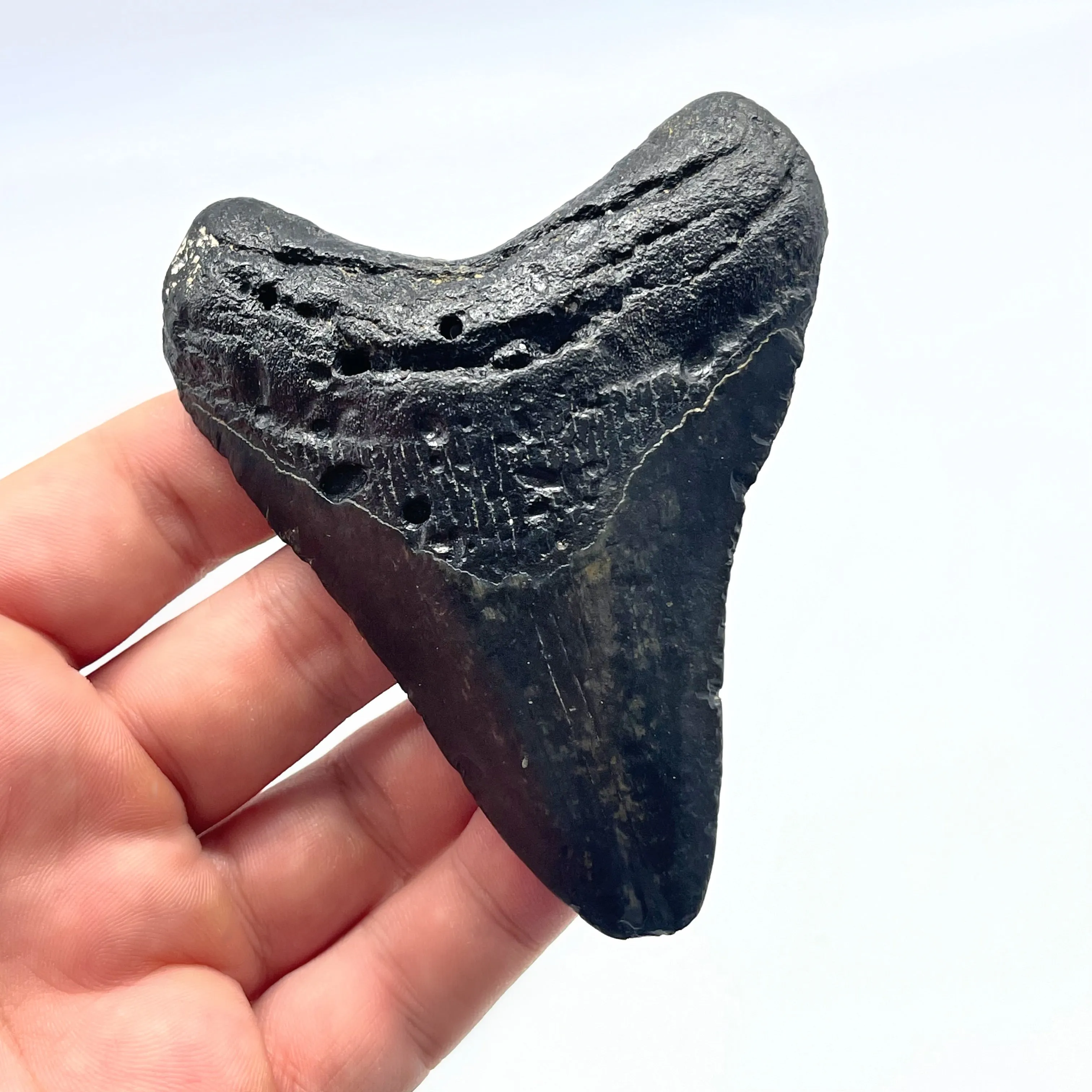 Megalodon Tooth #5