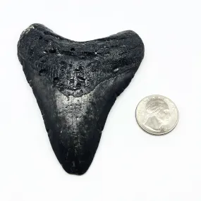 Megalodon Tooth #5