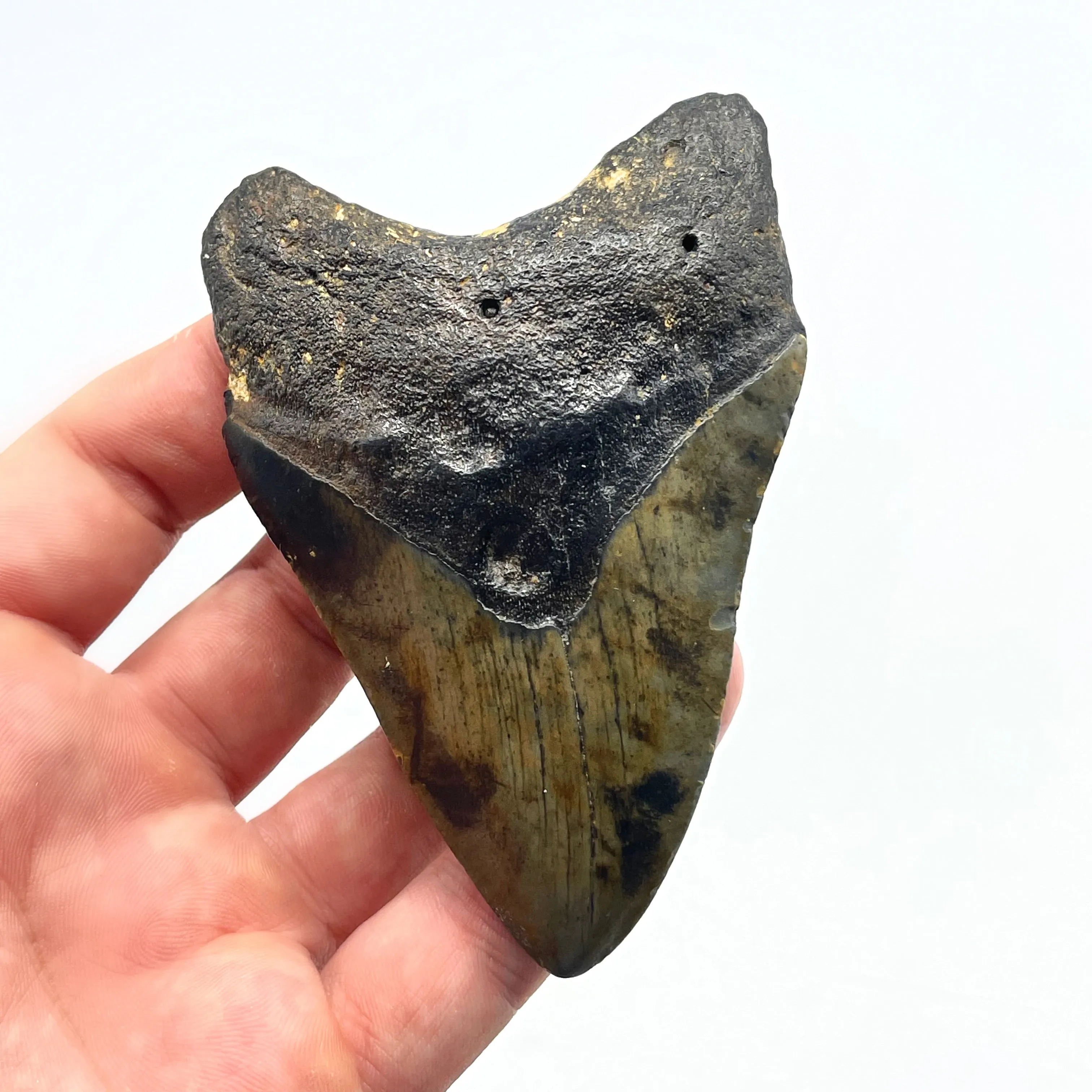 Megalodon Tooth #6