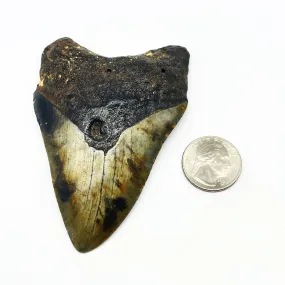 Megalodon Tooth #6